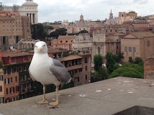 bird