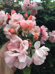 roses