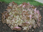 thriving plant