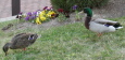 ducks