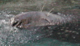 another seal