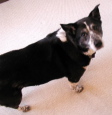 pet