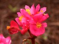 Begonia