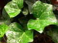 Ivy