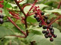 Pokeberry
