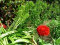 Zinnia
