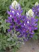blue bonnet flower