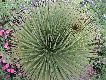 spiky flower