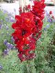 snap dragon